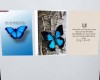 Butterfly Posters