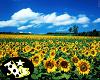 XB - Sunflowers