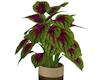 TF* Potted Coleus