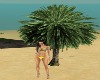 Cairo Regal Palm Tree