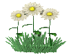 Anamated  daisies