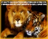 I Love You Lions