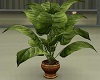 ~BR~ Plant
