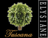 {E} Tuscana Shrub Plant