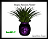 Purple Passion Planter