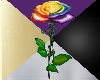 Rainbow Rose