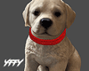 Valentine's Day Dog