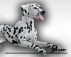 🐕 Dog Dalmatian M