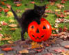 black holloween cat