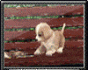 Animated Puppy BenchQ