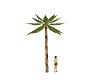 dervable palm tree