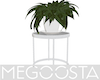 Accent Potted Plant