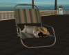 DOG on DECK CHAIR #2
