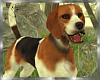 Bastian Beagle Dog