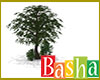 Tree 3 (Basha)