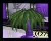 Jazzie-Tall Passion