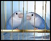 Blue Lovebird WT Cage