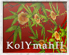 KYH | Sherezade plant2