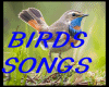 Bird Song Log