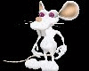 pet mouse