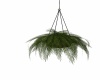 {LS} Hanging Plant C