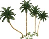 palm trees 4
