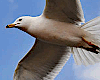 Romantic Seagulls
