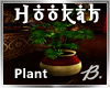 *B* Hookah Philodendron