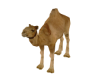 Arabic Camel