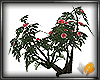 (ED1)flowering shrubs-2
