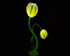 7oR* lotus flower lamp