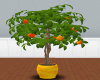 Orange Potted Tree