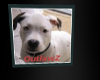 pitbull outlawz