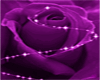 Purple Rose Night Club