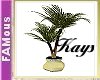 [FAM] Kays Potted Palm2