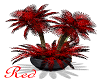 "RD" Potted Palm Red