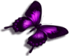Purple butterfly L