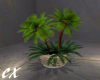 CX Sunset Palm Pot Plant