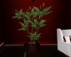 *MAV* Plant 2