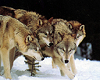 Wolves 