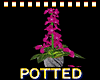 Potted Plumeria Plant