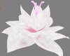 (S) White n Pink Flower