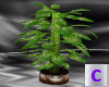 Tropical Potted Plant 3