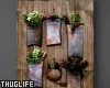 Hanging Wall Plant
