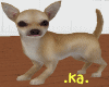 .ka.Chihuahua
