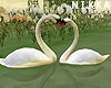 .nkk Animated Swans