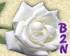 B2N - White Rose