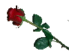 (LW) single rose lft