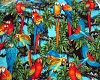 tropical Parrot 