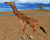 Wildlife Giraffe